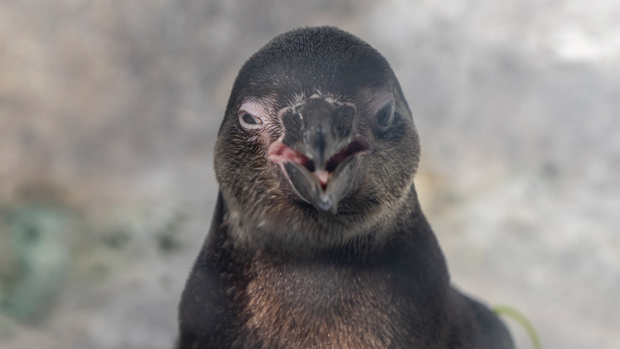 close-up of a penguins face