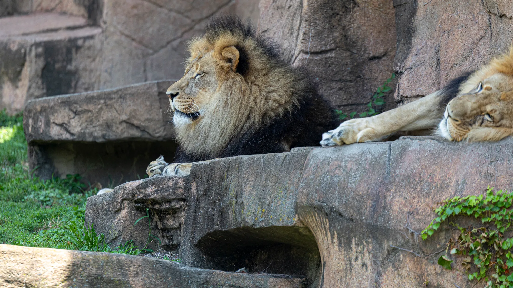 Two lions resting on a rock