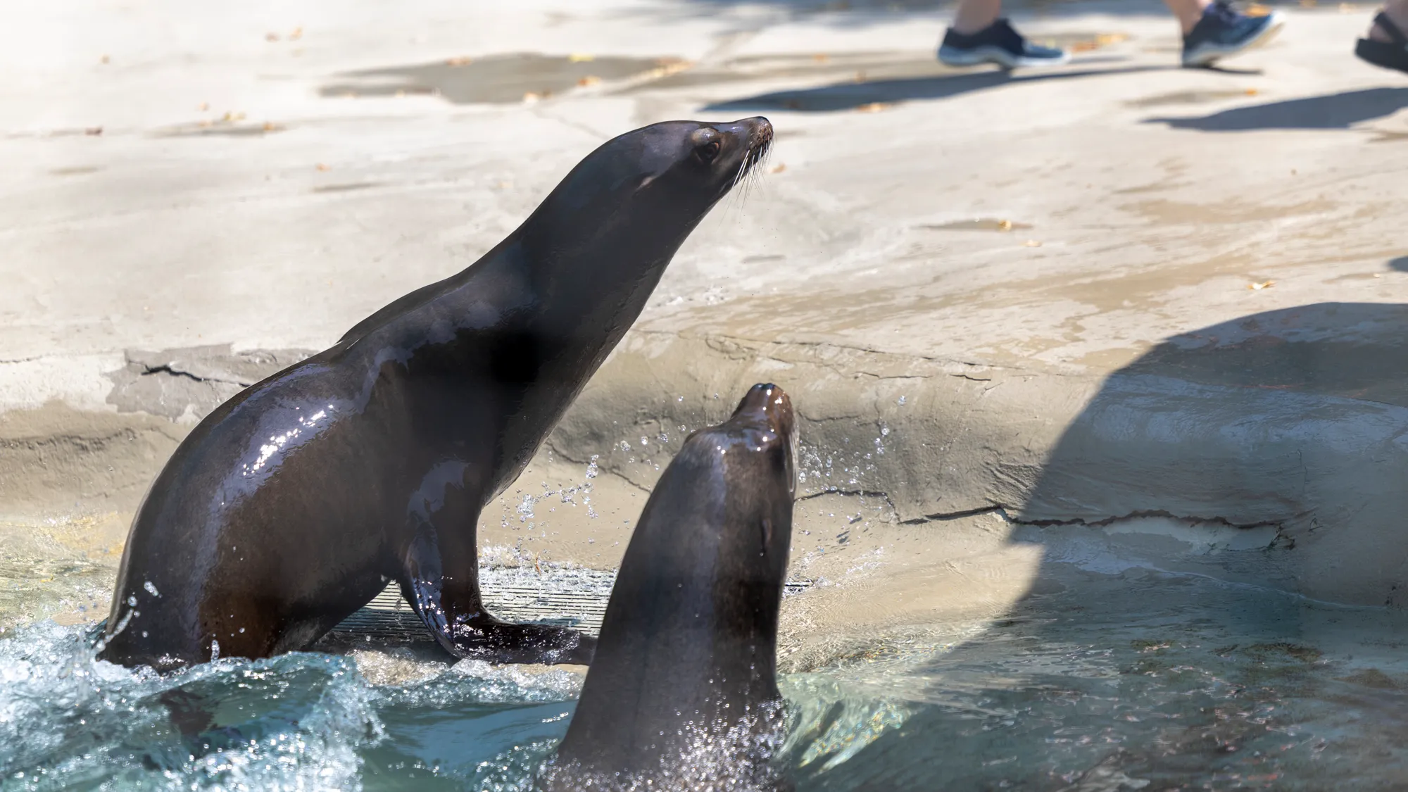 two seals coming out of the water