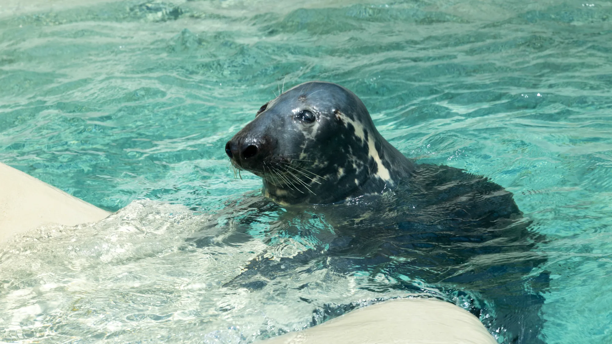 curious seal looks at me from the water