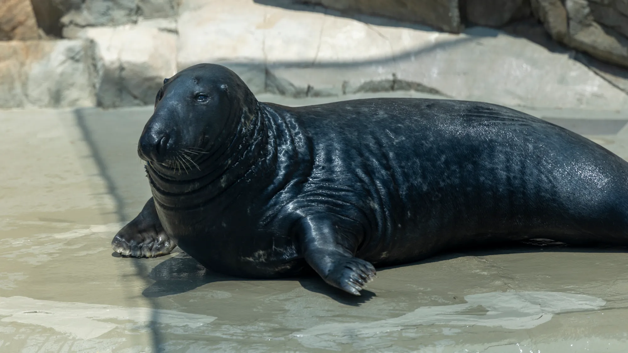 sleepy seal rests out of the water