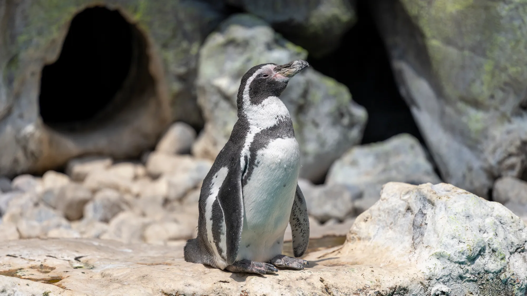 happy little penguin in the sun